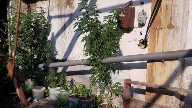 Συνελήφθησαν δύο άτομα για διακίνηση και καλλιέργεια ναρκωτικών ουσιών, αντίστοιχα