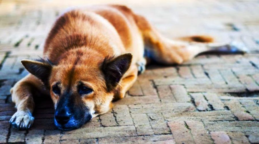 Central Corfu Municipality: Special care for stray animals