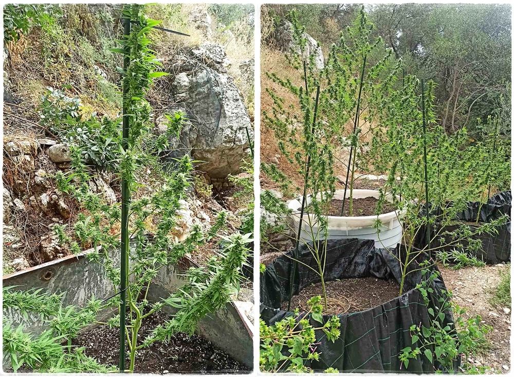 Σύλληψη για καλλιέργεια δενδρυλλίων κάνναβης στην Κέρκυρα
