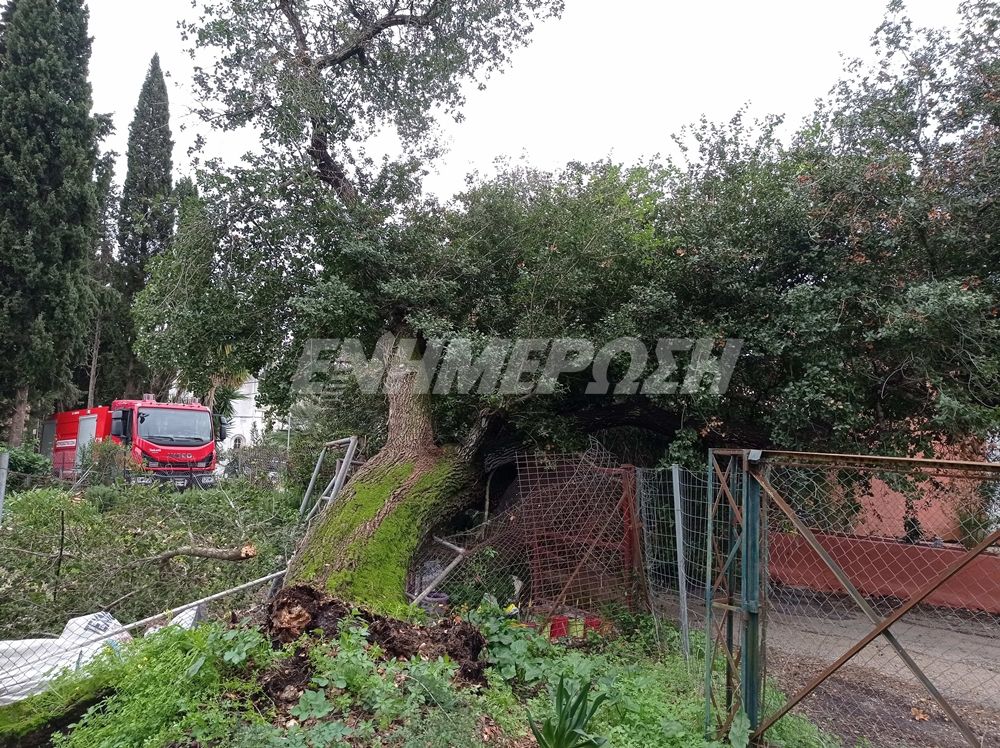 Large tree uprooted in Kontokali
