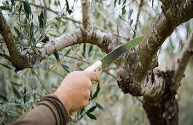 Seven arrested for destructive cutting of olive trees
