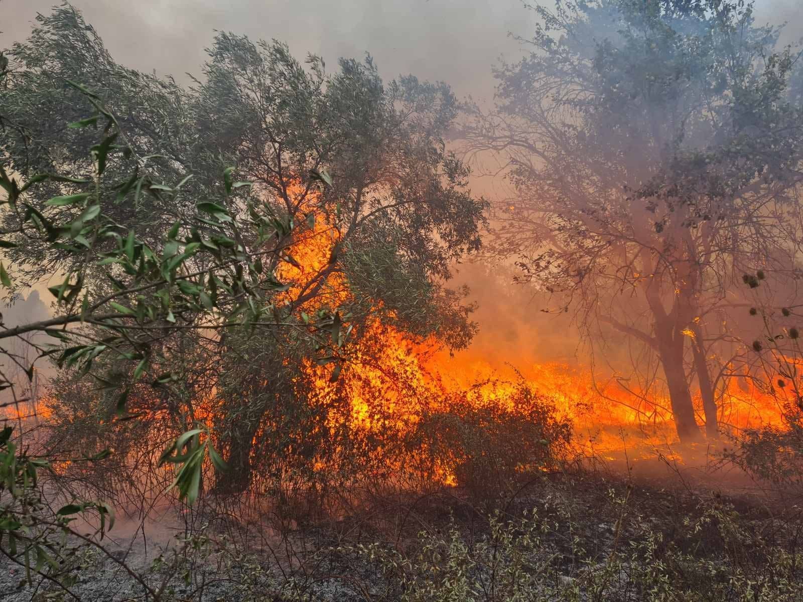 Arson suspected in Lefkimmi wildfire