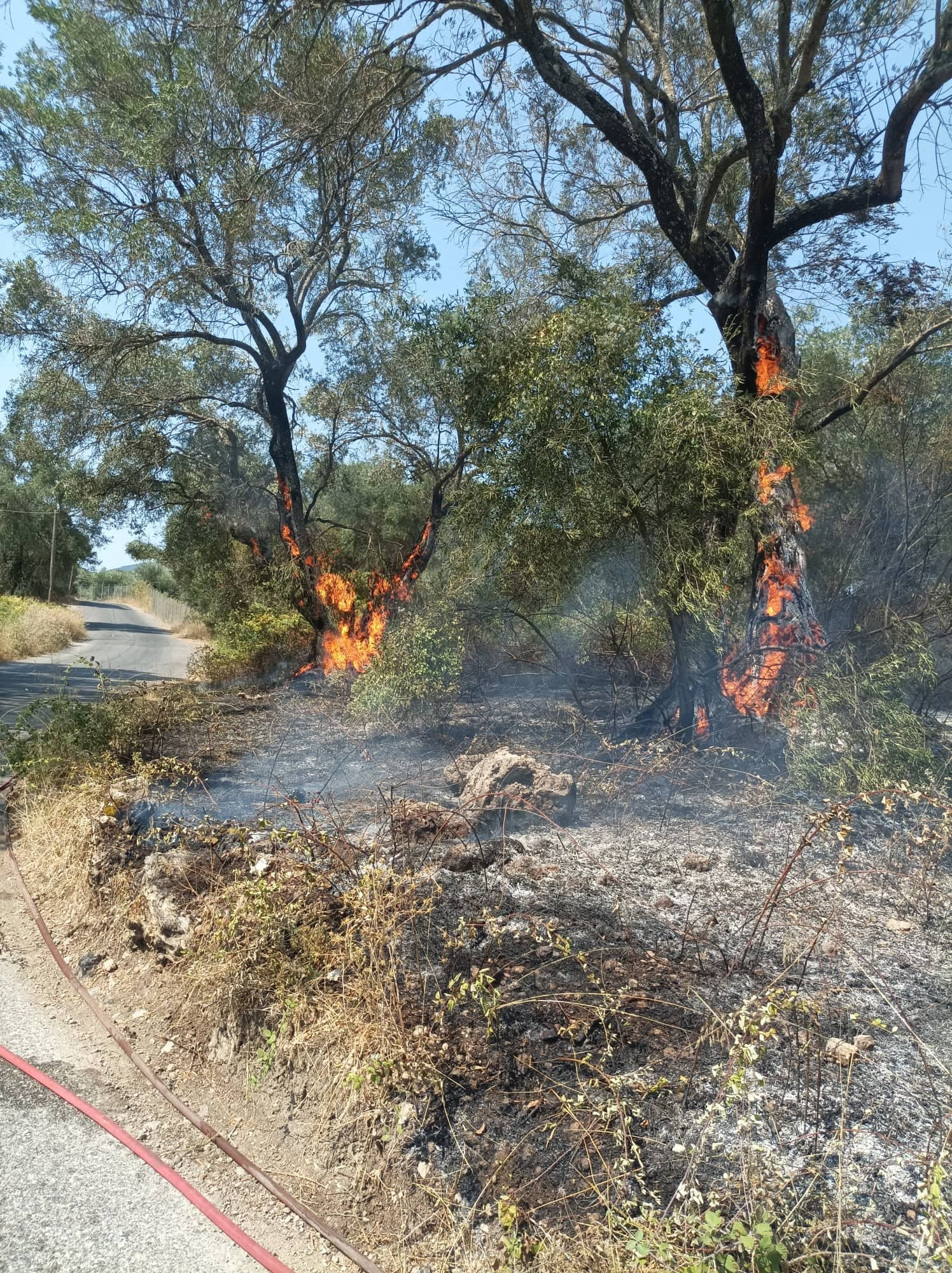 Wildfire near Temploni