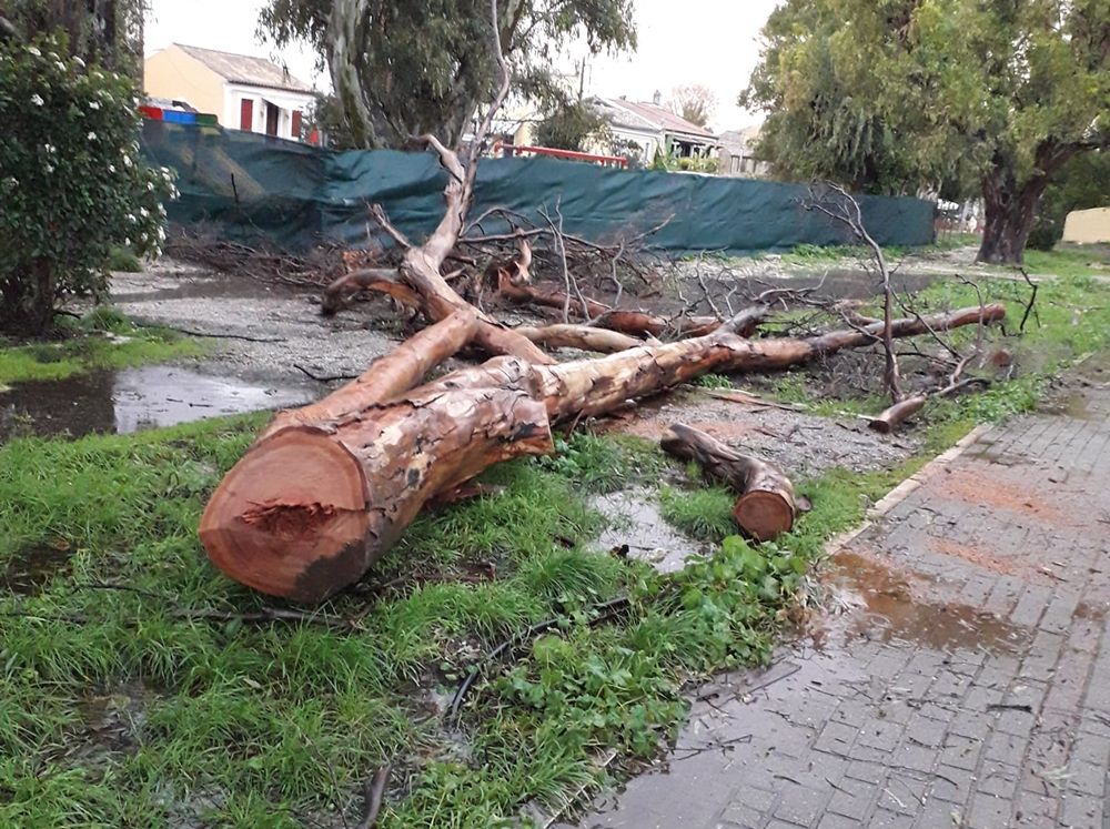 Αφαιρέθηκαν τα περισσότερα ξερά και επικίνδυνα δένδρα από το Άλσος της Γαρίτσας-Ανεμόμυλου