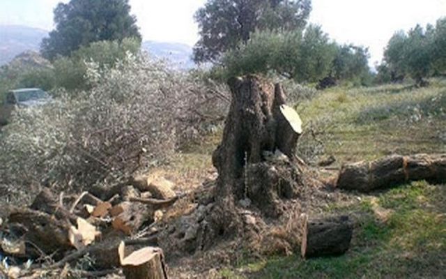 Στο αυτόφωρο τρεις αλλοδαποί για καταστρεπτική κοπή ελαιοδέντρων στην Κέρκυρα