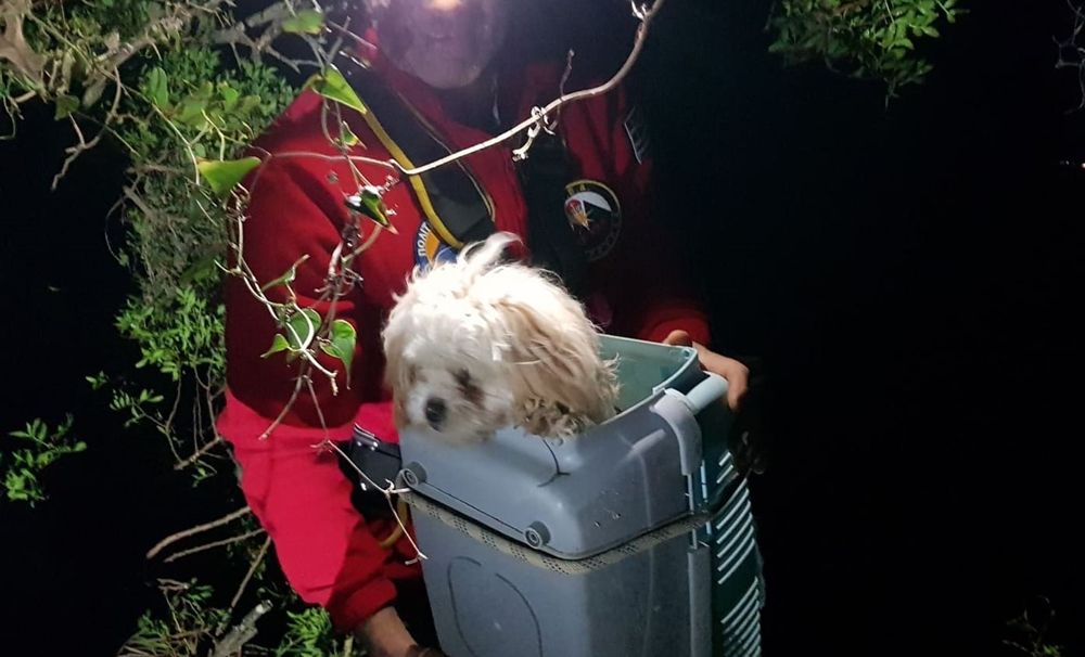 Dog rescued after falling from precipice in Agios Stefanos Avliotes
