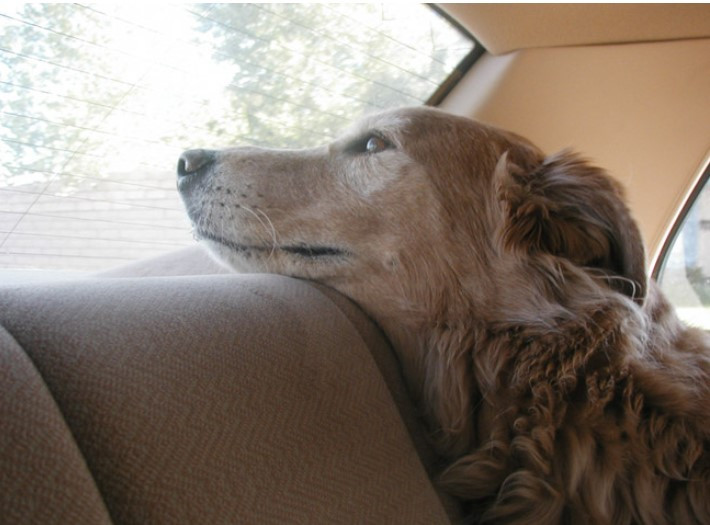 Κέρκυρα: Κλείδωσε τα σκυλιά στο αυτοκίνητο με κλειστά παράθυρα!