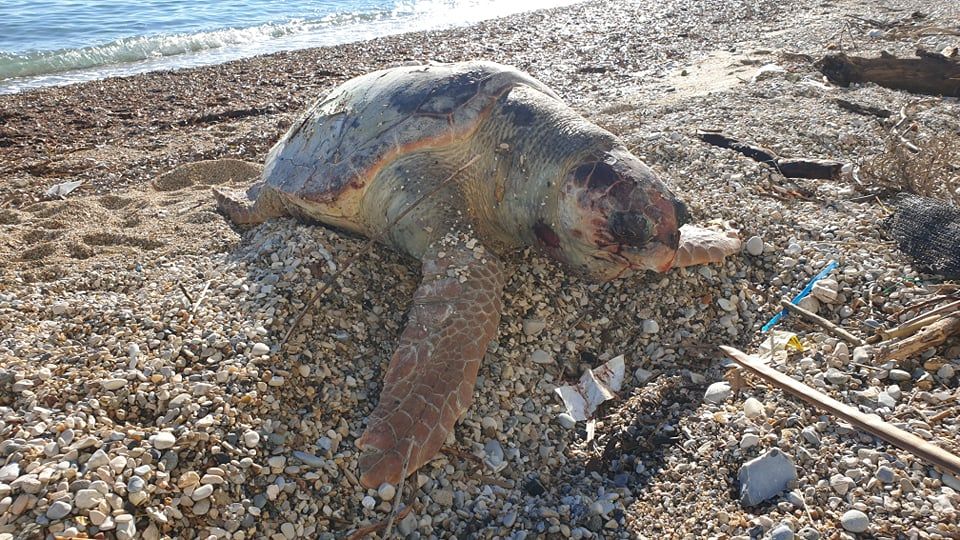 Νεκρή χελώνα καρέτα καρέτα στην παραλία της Μεσογγής